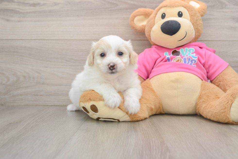 Little Pom Frise Designer Puppy
