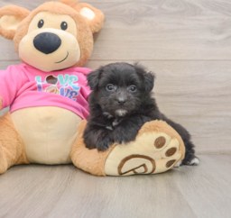 6 week old Pomachon Puppy For Sale - Premier Pups