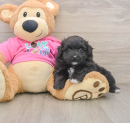 6 week old Pomachon Puppy For Sale - Premier Pups