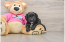 Pomachon Pup Being Cute