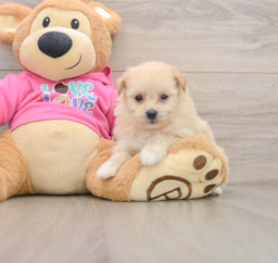 8 week old Pomachon Puppy For Sale - Premier Pups