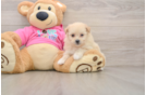 Best Pomachon Baby