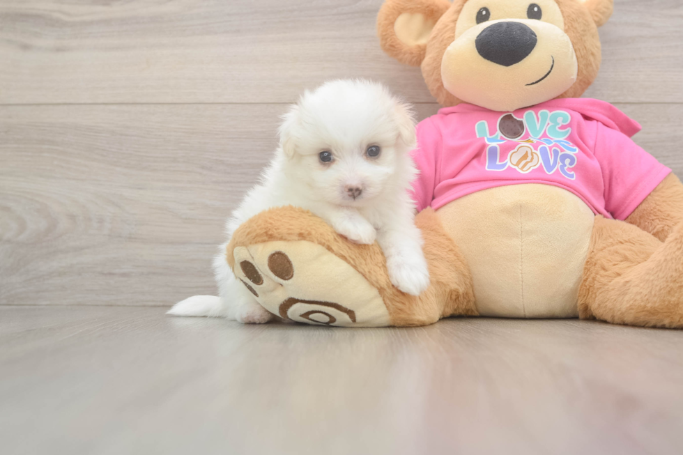 Sweet Pomachon Baby
