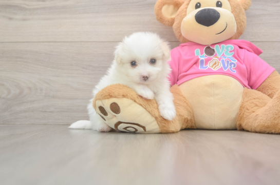 Sweet Pomachon Baby