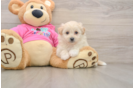 Best Pomachon Baby