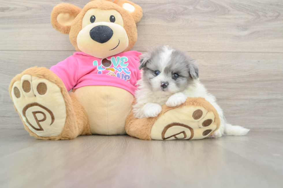 Pomachon Pup Being Cute