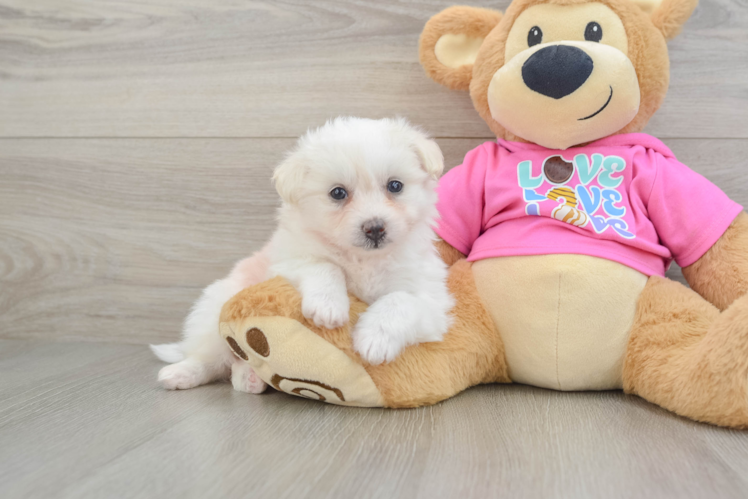 Pomachon Pup Being Cute