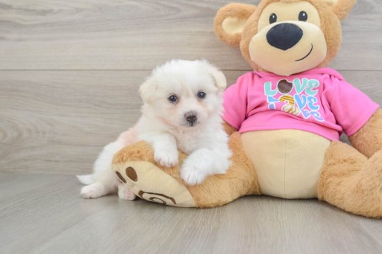 Pomachon Pup Being Cute