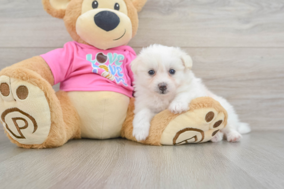 Pomachon Puppy for Adoption