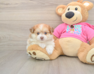 6 week old Pomachon Puppy For Sale - Premier Pups