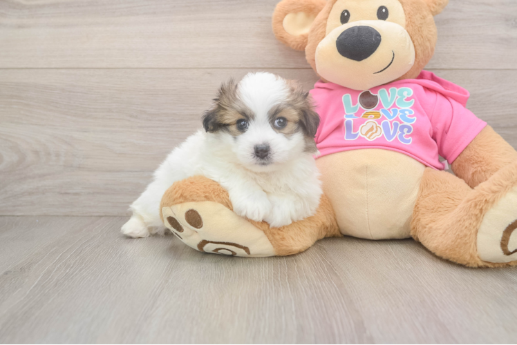 Petite Pomachon Designer Pup