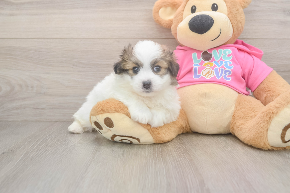 Petite Pomachon Designer Pup