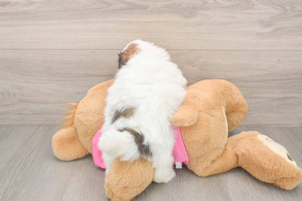 Pomachon Puppy for Adoption