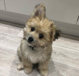 Pomachon Puppies For Sale - Premier Pups