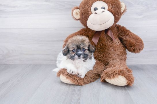 Playful Pomachon Designer Puppy