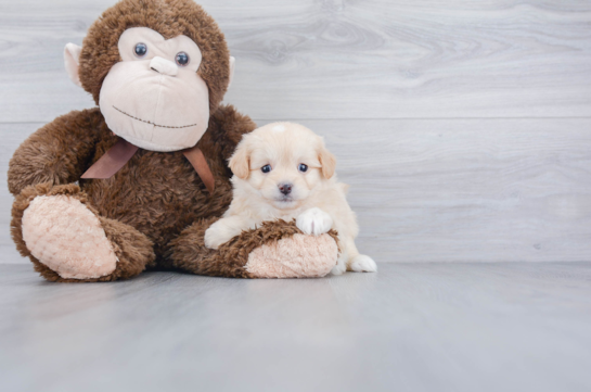 Pomapoo Pup Being Cute