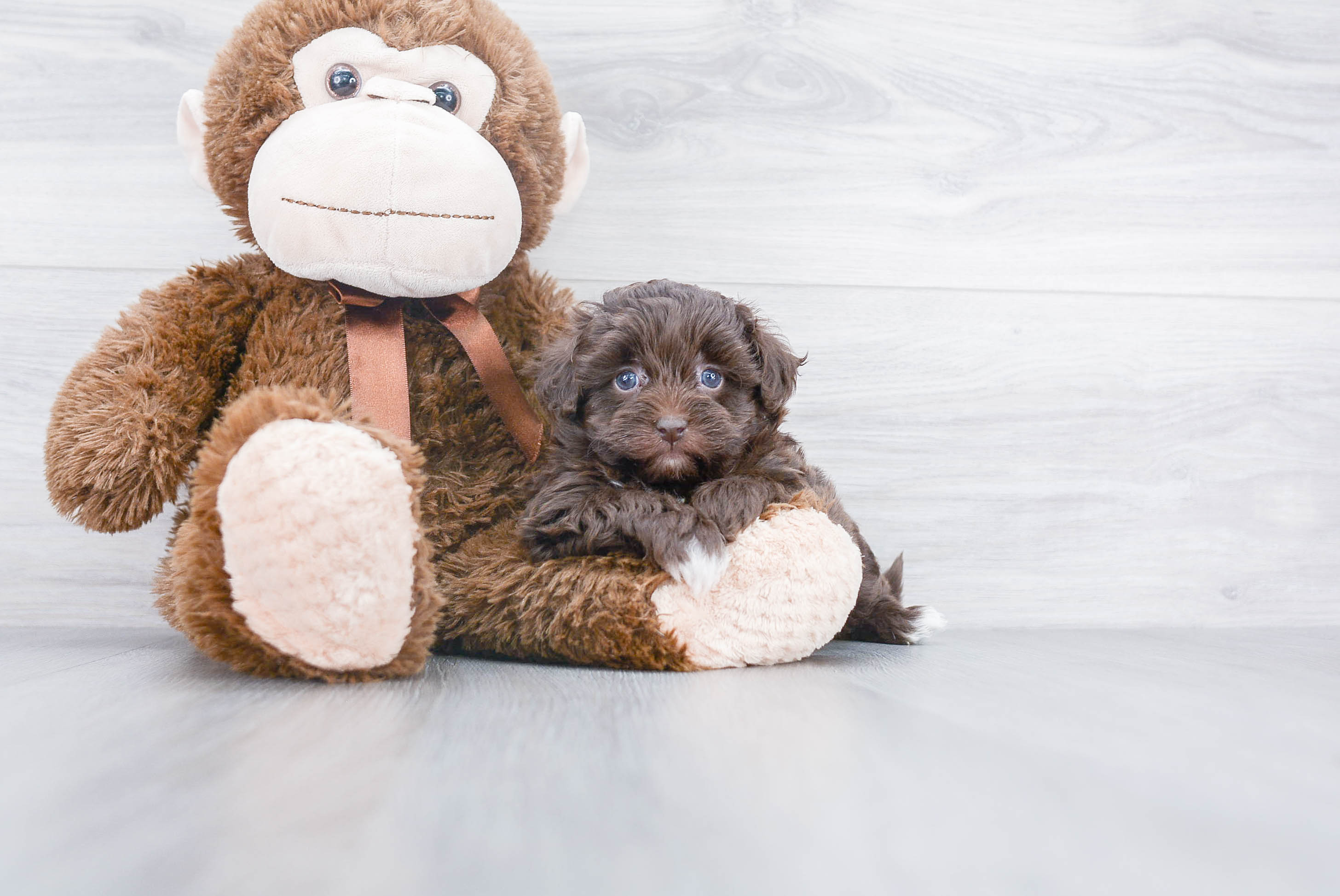 Pomapoo Pup Being Cute