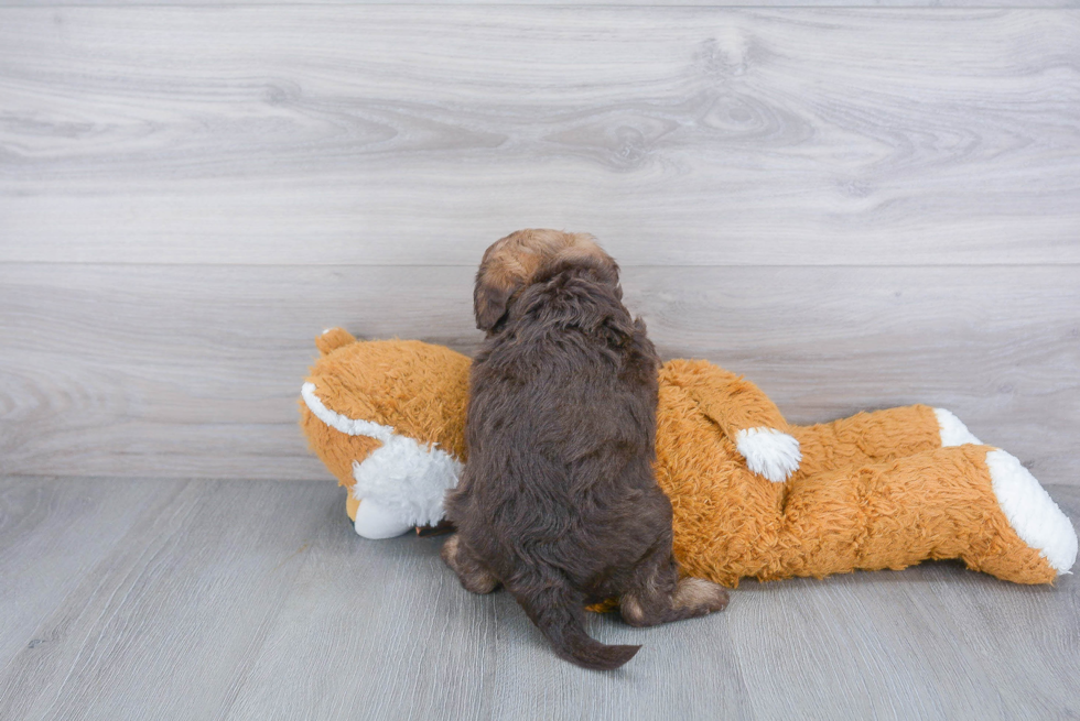 Pomapoo Puppy for Adoption