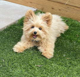 Pomapoo Puppies For Sale - Premier Pups