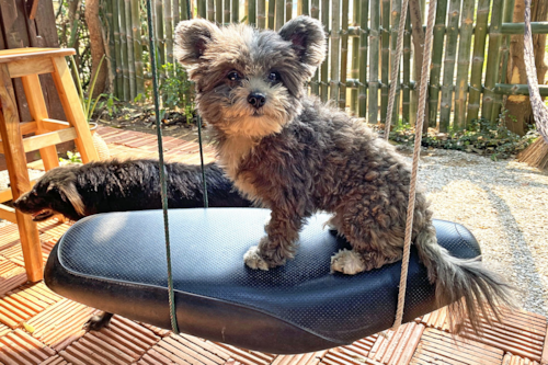 Curly Pomapoo with teddy bear cut