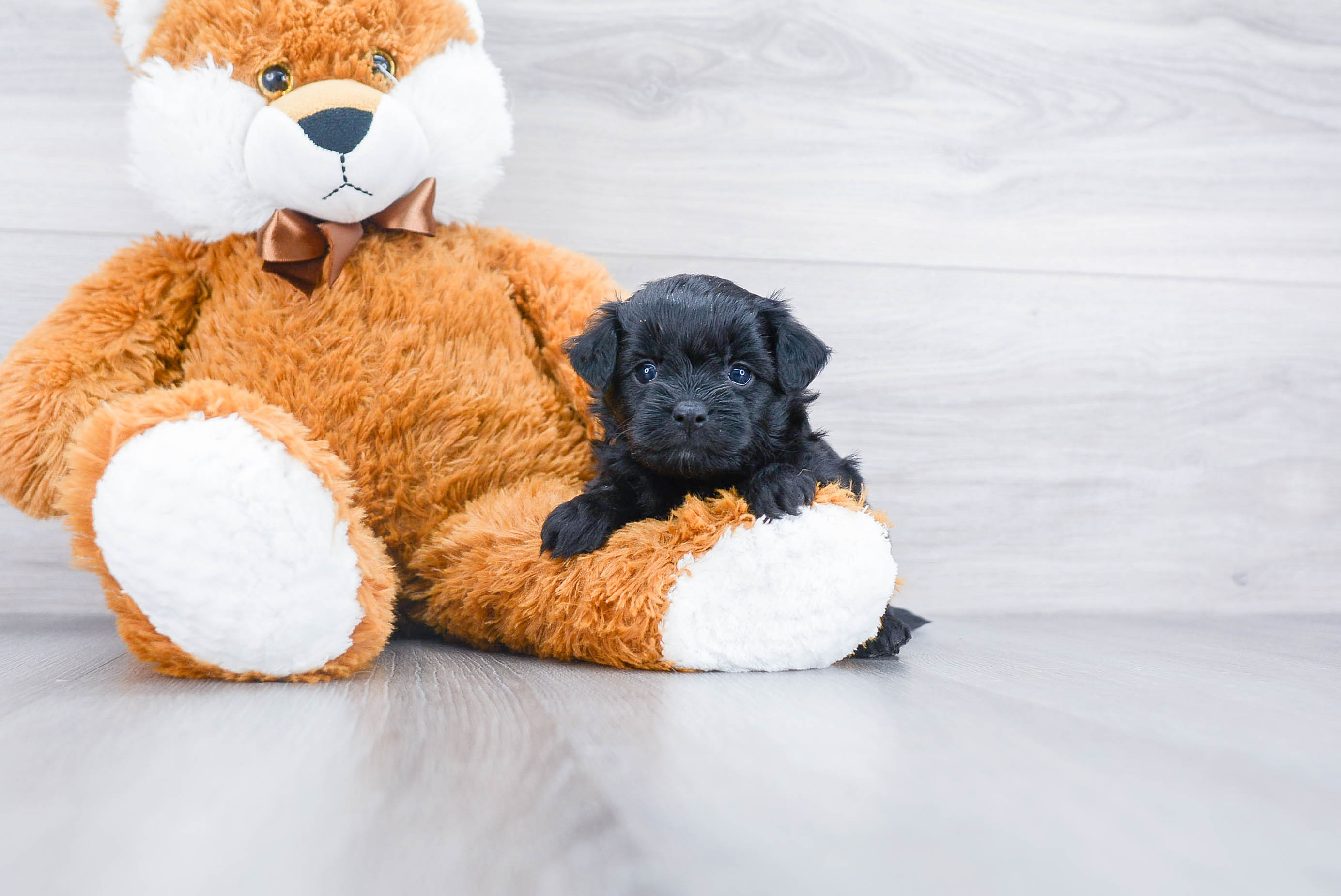 Petite Pomapoo Poodle Mix Pup