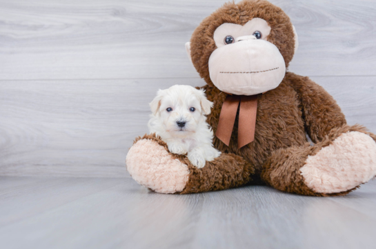 Pomapoo Pup Being Cute