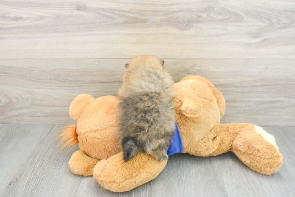 Pomeranian Puppy for Adoption