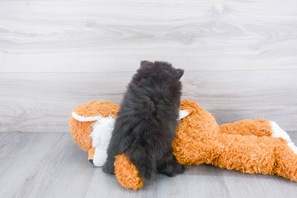 Best Pomeranian Baby