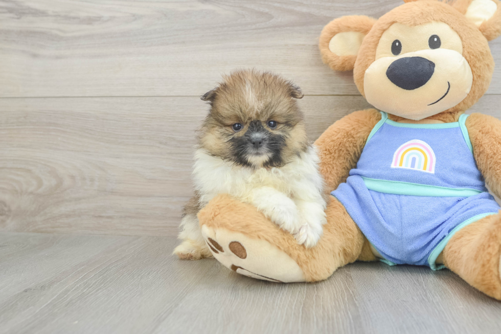 Pomeranian Puppy for Adoption