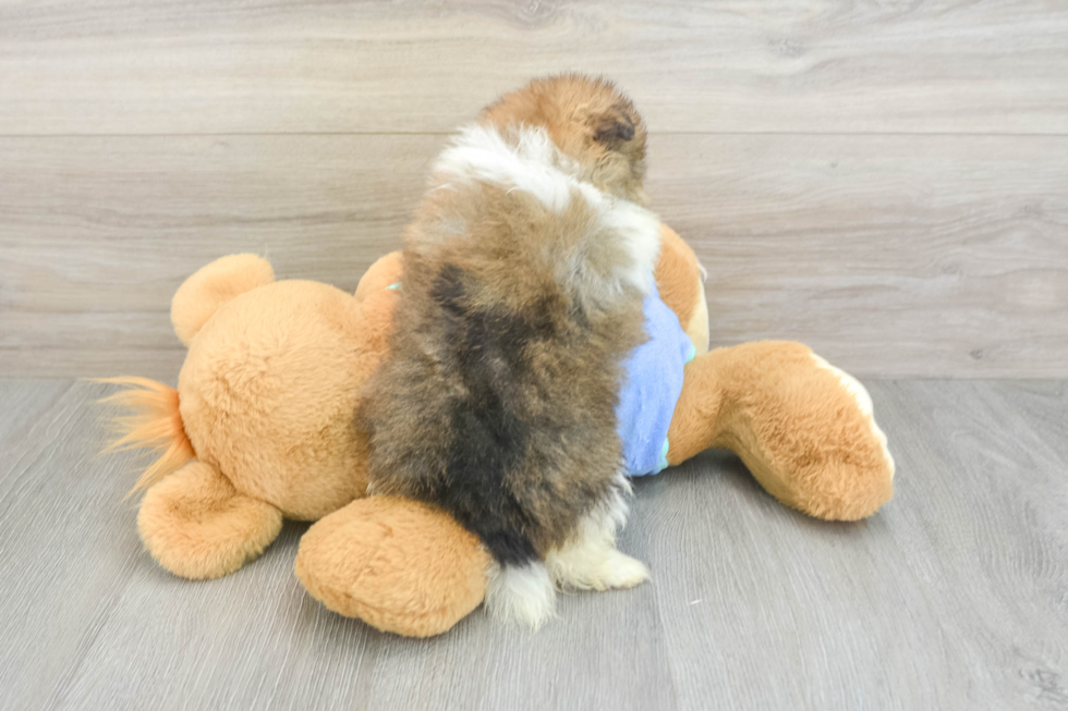 Akc Registered Pomeranian Purebred Pup