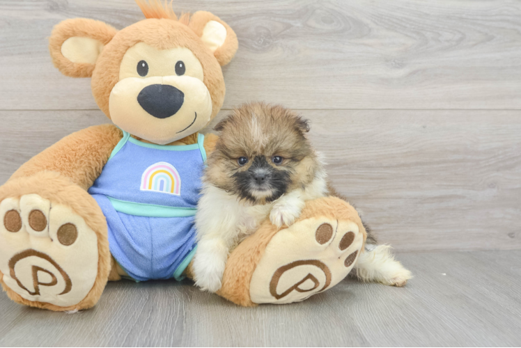 Playful Pomeranian Baby