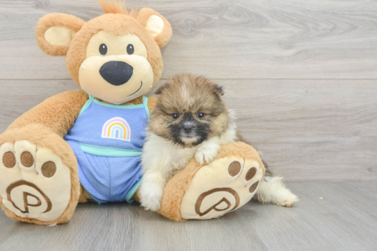 Playful Pomeranian Baby