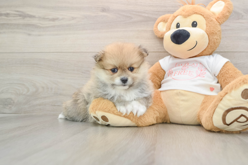 Fluffy Dwarf Spitz Purebred Puppy