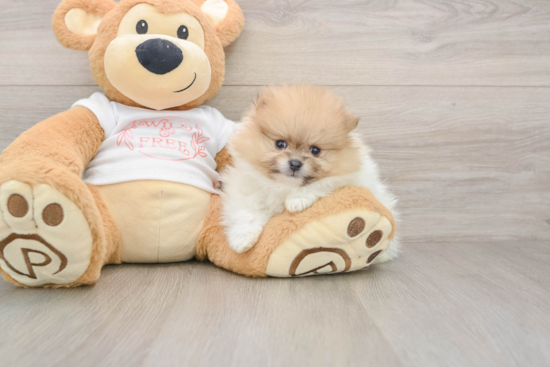 Pomeranian Puppy for Adoption