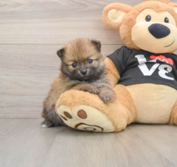 6 week old Pomeranian Puppy For Sale - Premier Pups