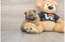 Best Pomeranian Baby