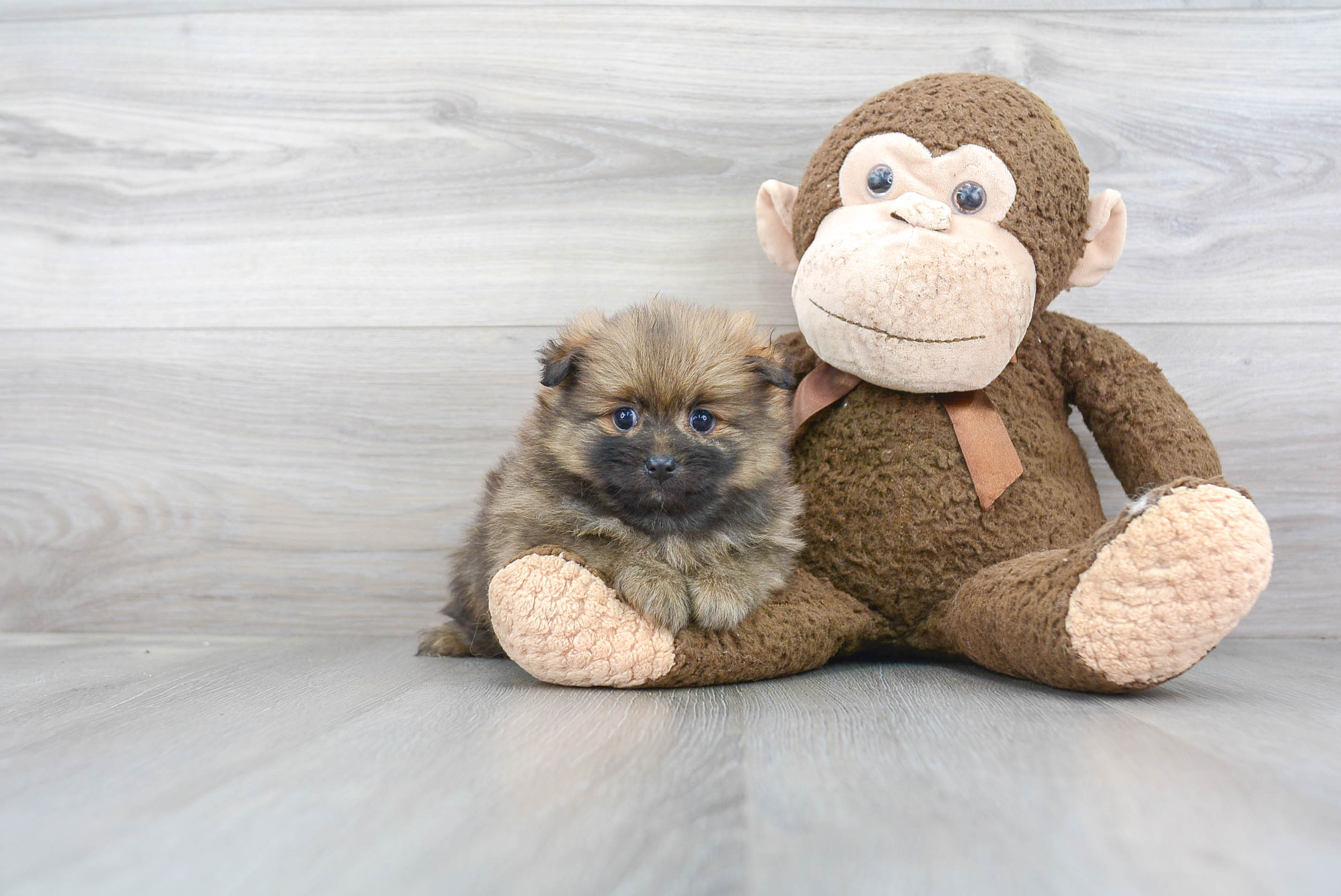 Pomeranian Puppy for Adoption