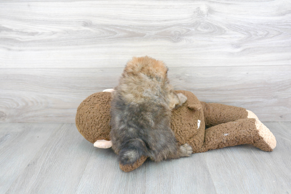 Pomeranian Pup Being Cute