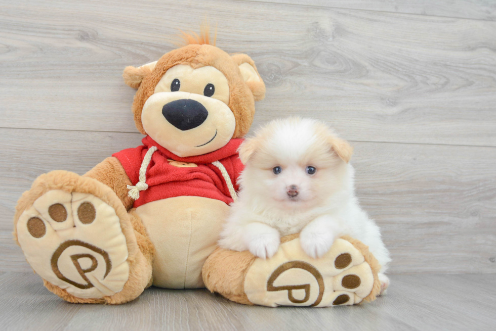 Popular Pomeranian Purebred Pup