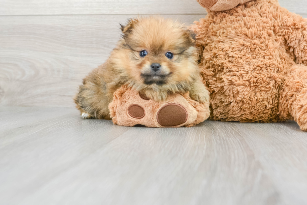 Small Pomeranian Purebred Pup