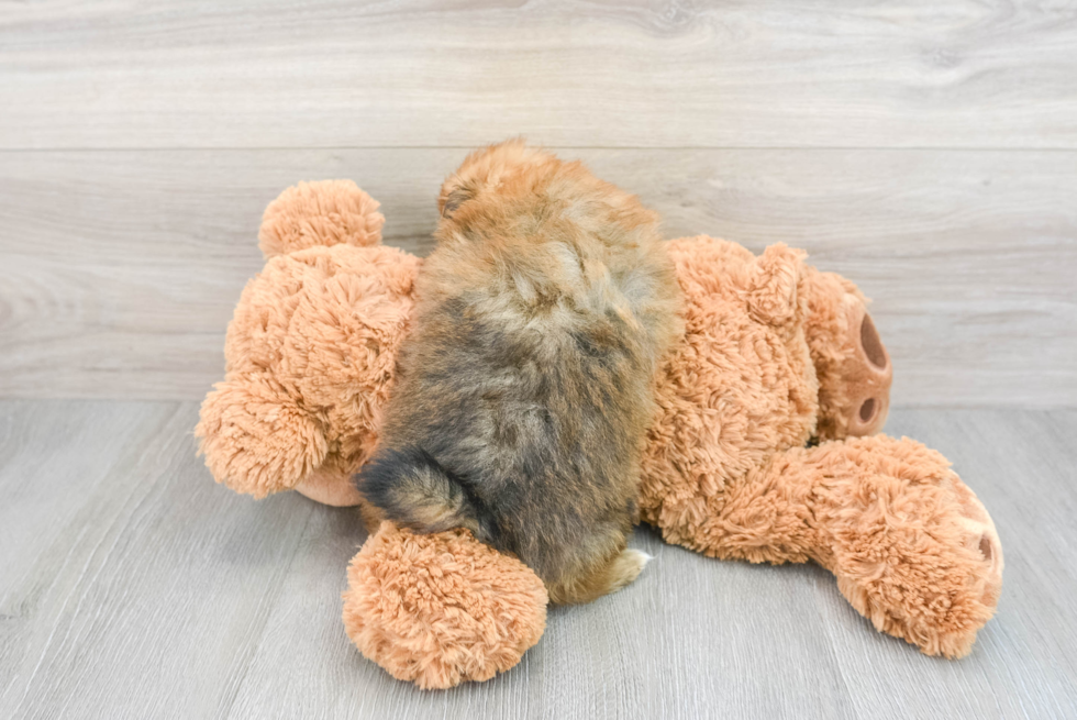 Akc Registered Pomeranian Purebred Pup