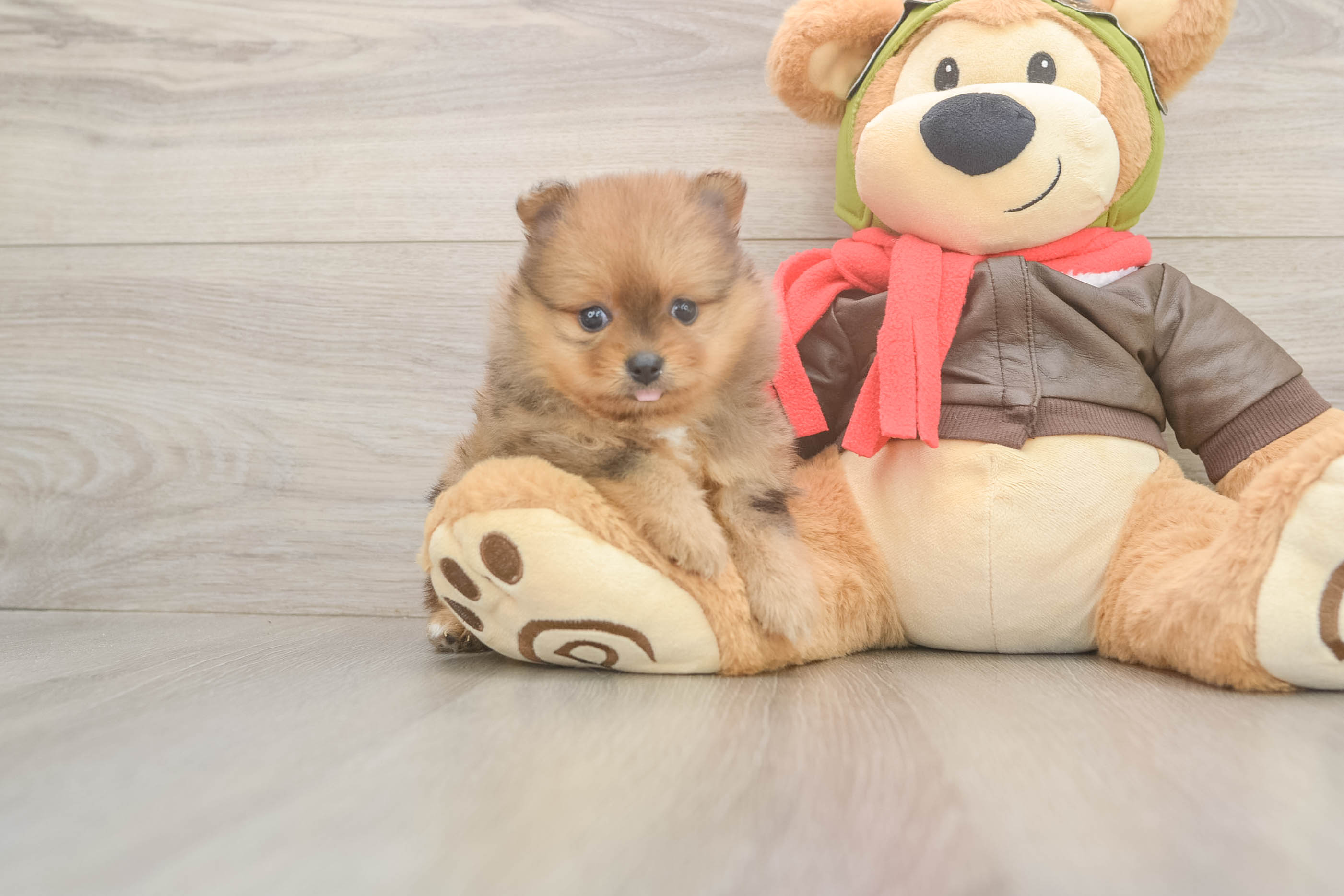 Small Pomeranian Purebred Pup