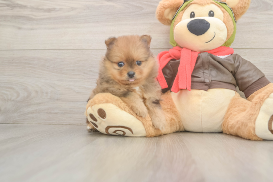 Small Pomeranian Purebred Pup