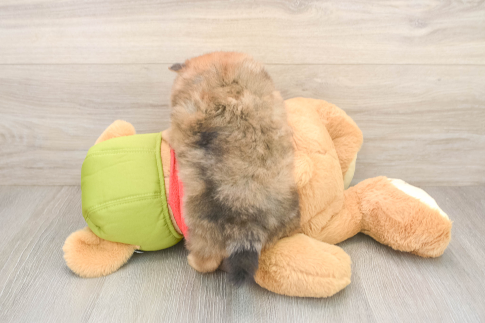 Pomeranian Puppy for Adoption