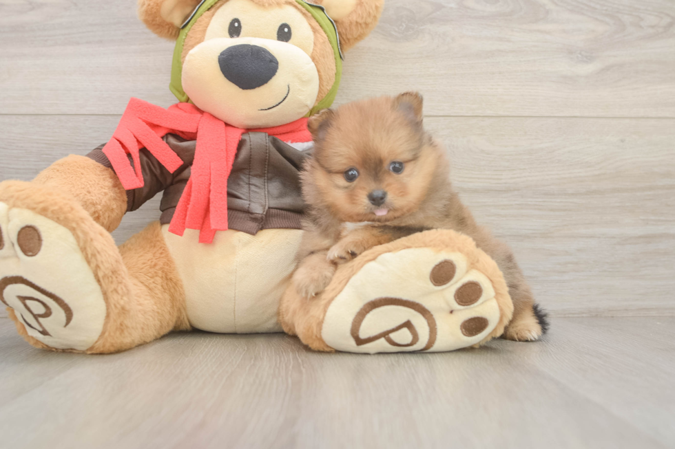 Friendly Pomeranian Baby