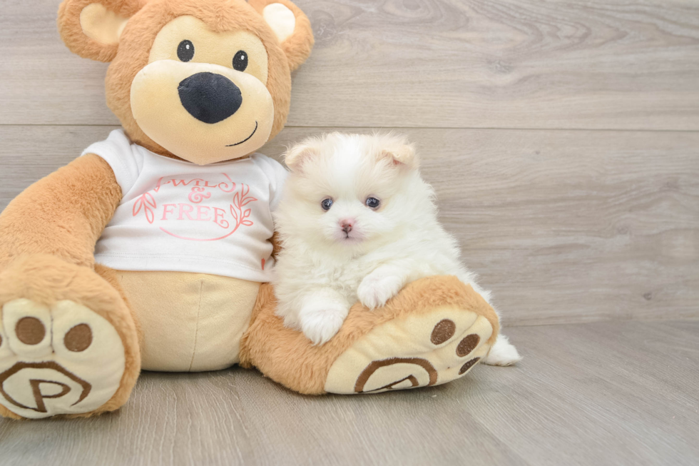 Best Pomeranian Baby