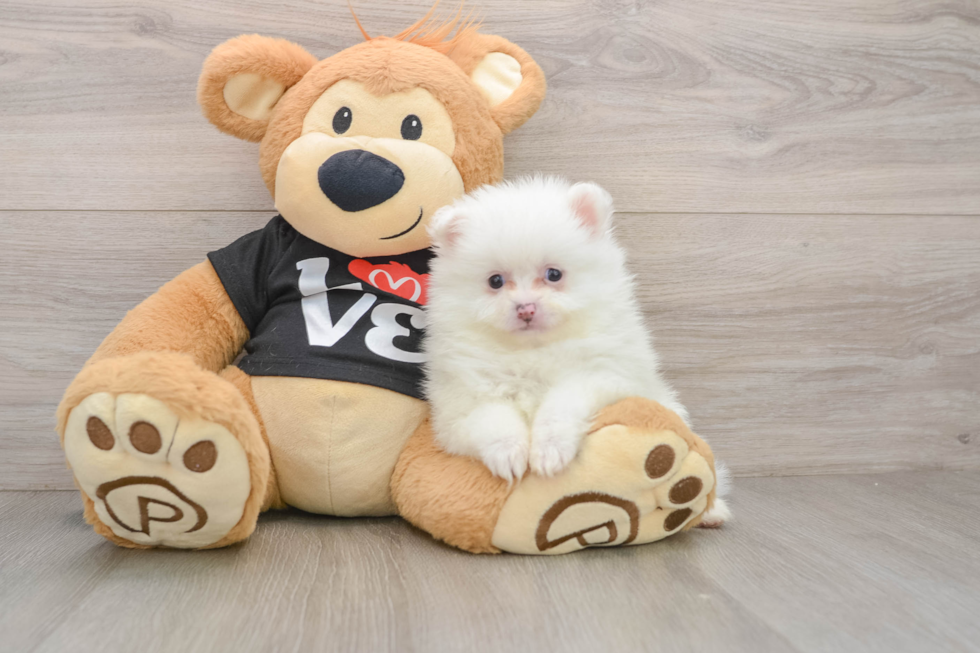 Pomeranian Pup Being Cute