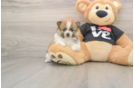Adorable Dwarf Spitz Purebred Puppy