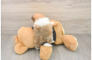 Best Pomeranian Baby