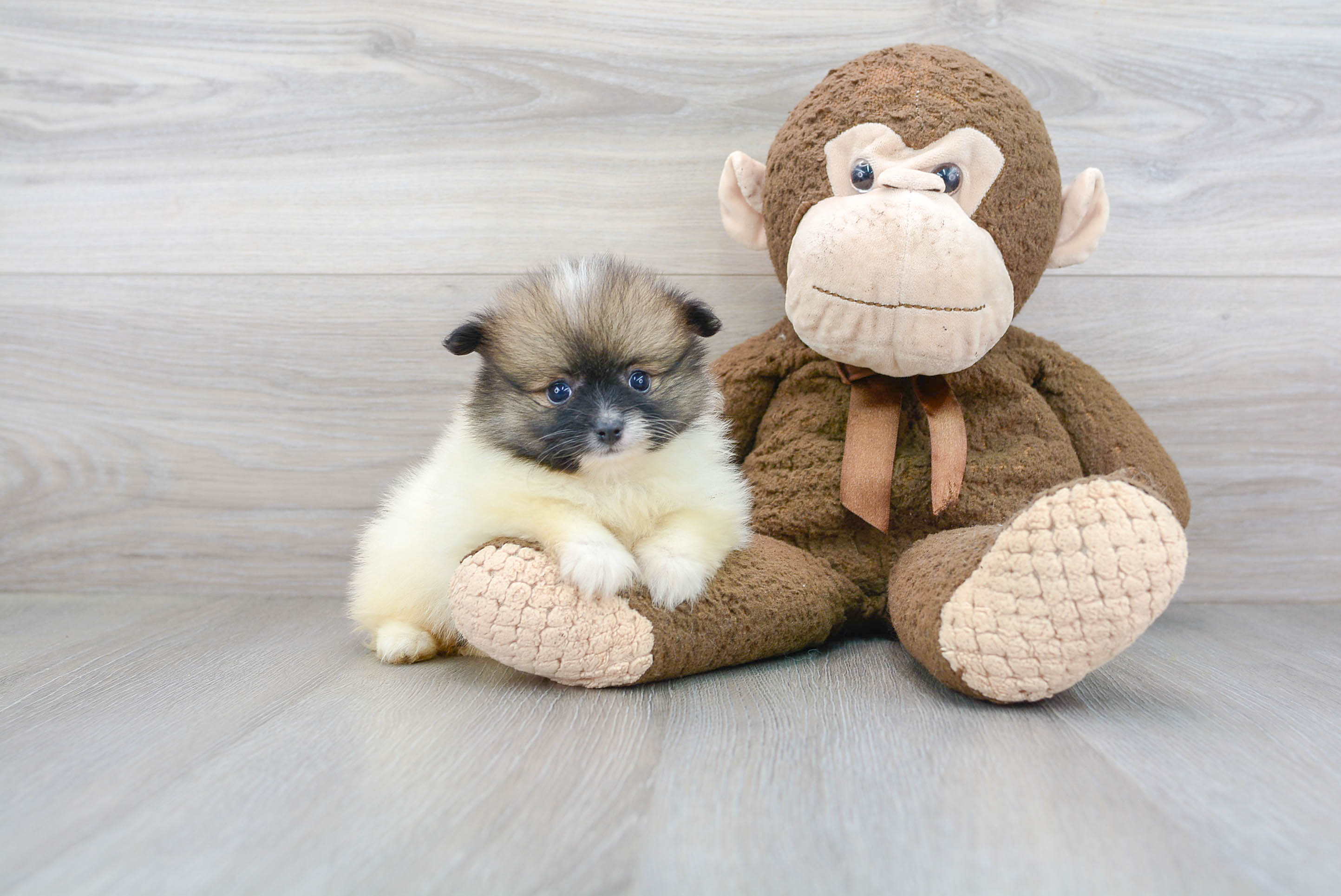 Funny Pomeranian Baby